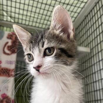 Dickory -  Domestic Short Hair Cat for Adoption in Chicago, Illinois - Dickory | PetCurious