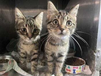 Rescue Tabby Cats for Adoption in Sandusky, Michigan - Aggie And Abby | PetCurious