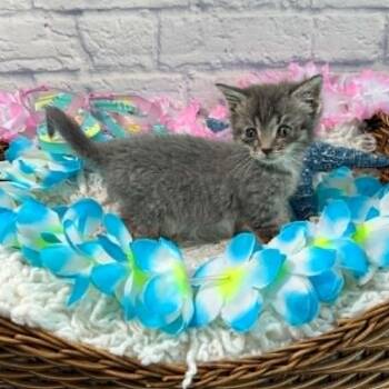 Lint -  Domestic Short Hair Cat for Adoption in Harrisonburg, Virginia - Lint | PetCurious