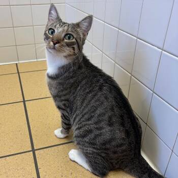 Lady -  Domestic Short Hair Cat for Adoption in Nashville, Tennessee - Lady | PetCurious