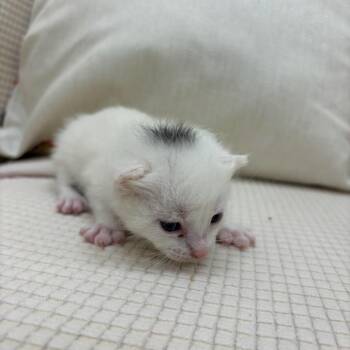 Spot -  Domestic Short Hair Cat for Adoption in Madisonville, Tennessee - Spot | PetCurious