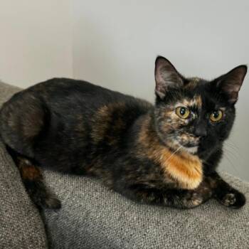 Crackle -  Domestic Short Hair Cat for Adoption in Goshen, Indiana - Crackle | PetCurious