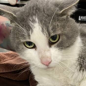 Rescue Domestic Short Hair Cats for Adoption in Las Cruces, New Mexico - Fog | PetCurious