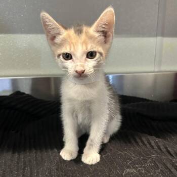 IVHS-Stray-142584 -  Domestic Short Hair Cat for Adoption in San Gabriel, California - IVHS-Stray-142584 | PetCurious