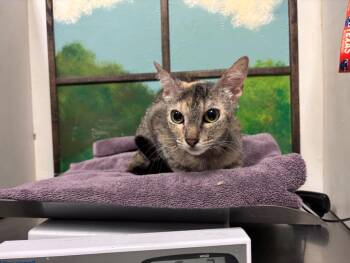 SARAHI -  Domestic Short Hair Cat for Adoption in Houston, Texas - SARAHI | PetCurious