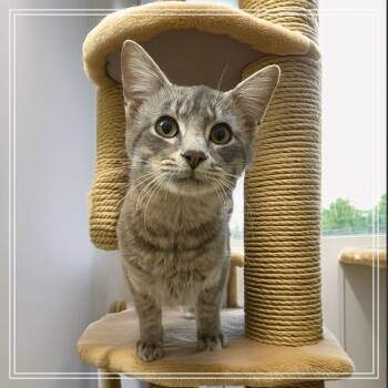 Domestic Short Hair Cats Available for Adoption - Danny | PetCurious
