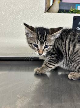 Petunia -  Tiger Cat for Adoption in Plymouth, Connecticut - Petunia | PetCurious