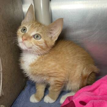 Rescue Domestic Short Hair Cats for Adoption in Roanoke, Virginia - Apple | PetCurious