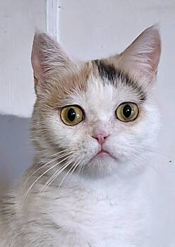 Exotic Shorthair and American Shorthair Cats Available for Adoption - Bunny | PetCurious