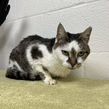 Domestic Short Hair Cats Available for Adoption - Coraleigh | PetCurious