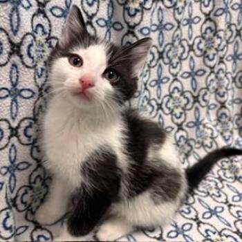 Spyro -  Domestic Short Hair Cat for Adoption in Janesville, Wisconsin - Spyro | PetCurious