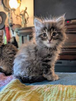 Tati -  Domestic Long Hair and Tabby Cat for Adoption in Cottonwood Heights, Utah - Tati | PetCurious