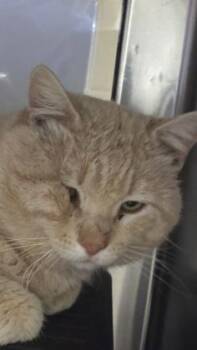 Domestic Short Hair Cats Available for Adoption in Wichita, Kansas - Joe | PetCurious