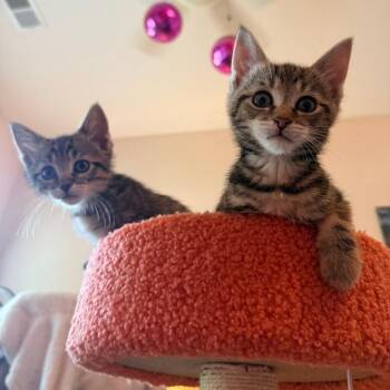 Cake Batter (Birthday Cupcakes) -  Domestic Short Hair Cat for Adoption in Charlotte, North Carolina - Cake Batter (Birthday Cupcakes) | PetCurious