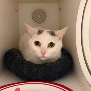 Kylo -  Domestic Short Hair Cat for Adoption in Oshkosh, Wisconsin - Kylo | PetCurious