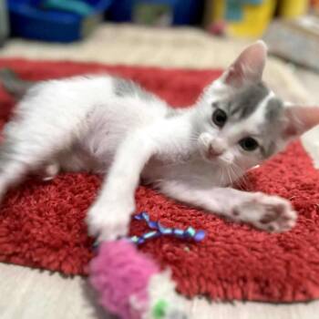 Rescue Domestic Medium Hair Cats for Adoption in Fairway, Kansas - Spike | PetCurious