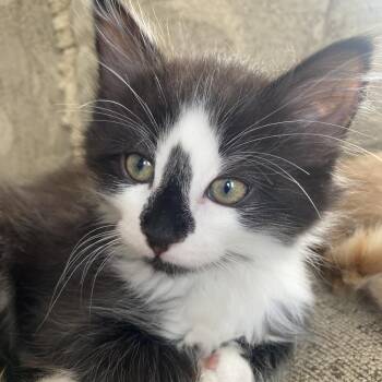 Domestic Short Hair Cats Available for Adoption - Cointreau | PetCurious