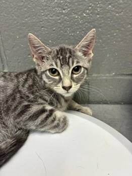 Killian -  Domestic Short Hair Cat for Adoption in Fort Worth, Texas - Killian | PetCurious