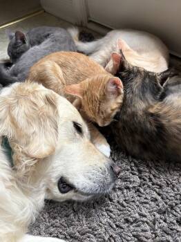 Jordan -  Domestic Long Hair and Maine Coon Cat for Adoption in East Greenville, Pennsylvania - Jordan | PetCurious