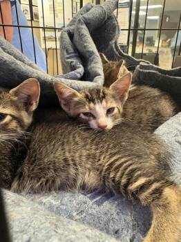 LISA -  Domestic Short Hair Cat for Adoption in Sugar Land, Texas - LISA | PetCurious