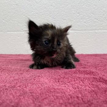 Domestic Medium Hair Cats Available for Adoption in Lyndhurst, Virginia - SVAS-Stray-38622 | PetCurious