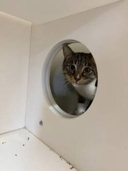Rescue Domestic Short Hair Cats for Adoption in Harbor Springs, Michigan - Ross | PetCurious
