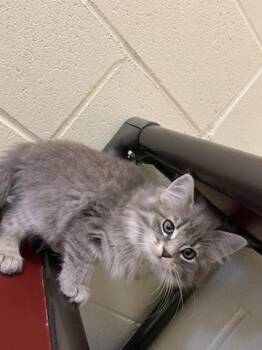 Rescue Domestic Medium Hair Cats for Adoption - Cosmo | PetCurious