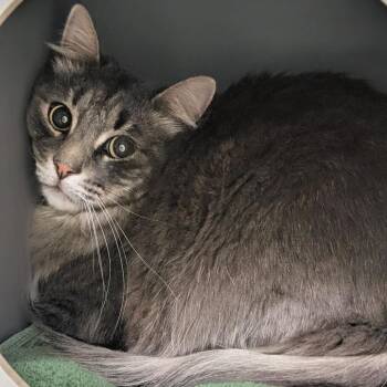 Domestic Medium Hair Cats Available for Adoption in Reno, Nevada - Conrad | PetCurious