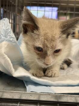 SNOW -  Domestic Short Hair Cat for Adoption in Las Vegas, Nevada - SNOW | PetCurious