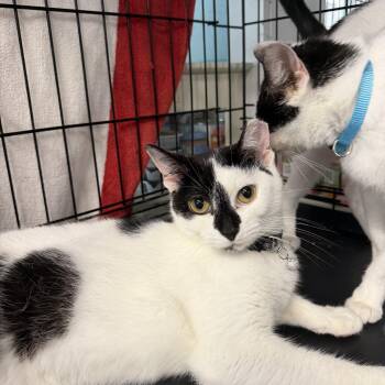 Scotty -  Domestic Short Hair Cat for Adoption in Warren, Ohio - Scotty | PetCurious