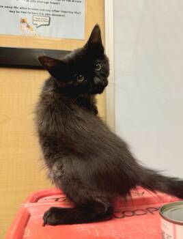 Pita -  Domestic Medium Hair Cat for Adoption in Albuquerque, New Mexico - Pita | PetCurious