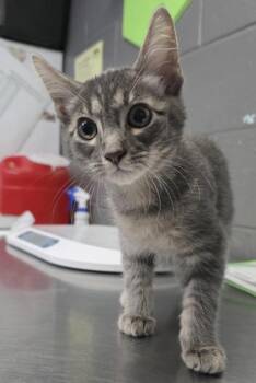 Bruce Wayne -  Domestic Short Hair Cat for Adoption in Fort Worth, Texas - Bruce Wayne | PetCurious
