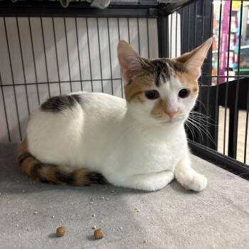 Stardust -  Domestic Short Hair Cat for Adoption in Lewis Center, Ohio - Stardust | PetCurious