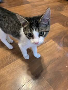Annie -  Domestic Short Hair Cat for Adoption in Chambersburg, Pennsylvania - Annie | PetCurious