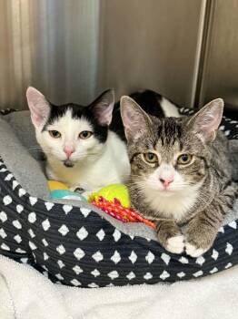 Windchime and Bird bath -  Domestic Short Hair Cat for Adoption in Howes Cave, New York - Windchime And Bird Bath | PetCurious
