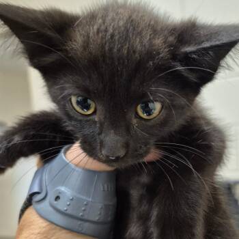 Willow -  Domestic Short Hair Cat for Adoption in Lake Panasoffkee, Florida - Willow | PetCurious