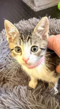 Carol -  Domestic Short Hair Cat for Adoption in Pomona, New York - Carol | PetCurious