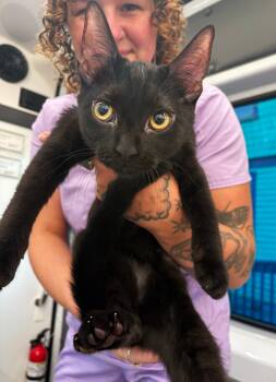 Domestic Short Hair Cats Available for Adoption in Asheville, North Carolina - Senna & Celandine | PetCurious