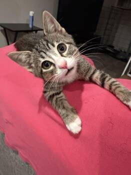 Loki -  Domestic Short Hair Cat for Adoption in Park Row, Texas - Loki | PetCurious