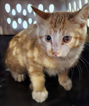 Murphy -  Domestic Short Hair Cat for Adoption in Republic, Missouri - Murphy | PetCurious