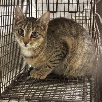 Domestic Short Hair Cats Available for Adoption in Windsor, Virginia - Clarice Starling | PetCurious