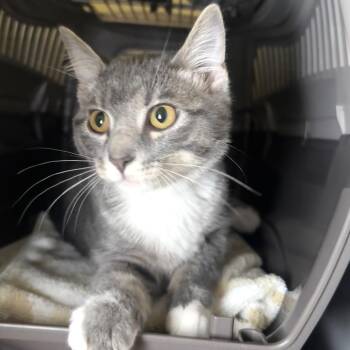 Boots -  Domestic Short Hair Cat for Adoption in Saint Charles, Missouri - Boots | PetCurious