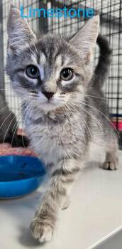 Rescue Domestic Short Hair Cats for Adoption in Republic, Missouri - Limestone ( Jasper ) | PetCurious