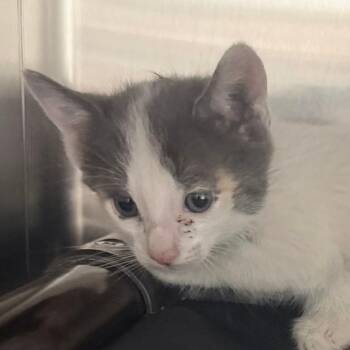 Palette -  Domestic Short Hair Cat for Adoption in Las Vegas, Nevada - Palette | PetCurious