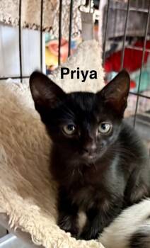 Priya -  Domestic Short Hair Cat for Adoption in Saint Francisville, Louisiana - Priya | PetCurious