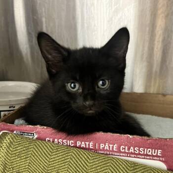 Neo -  Domestic Short Hair Cat for Adoption in Oneonta, New York - Neo | PetCurious
