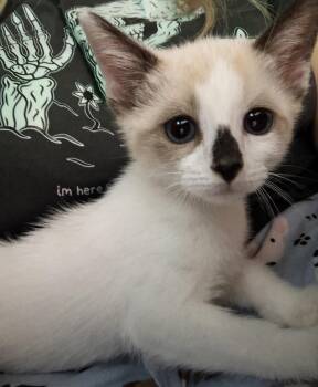 Snowshoe Cats Available for Adoption in Forney, Texas - Latte | PetCurious