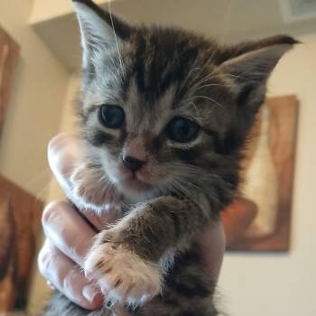 Ratajczak -  Domestic Short Hair Cat Available for Adoption in Winchester, Virginia - Ratajczak | PetCurious