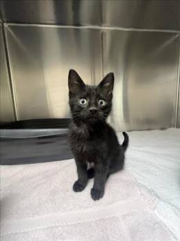 CUPCAKE -  Domestic Short Hair Cat for Adoption in Santa Fe, New Mexico - CUPCAKE | PetCurious