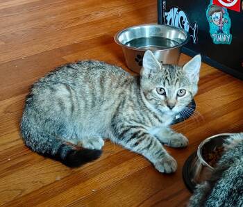 Rescue American Shorthair Cats for Adoption in Hagaman, New York - Tan | PetCurious